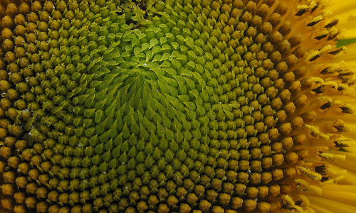 Nature S Way Of Playing With Fibonacci Numbers Photo