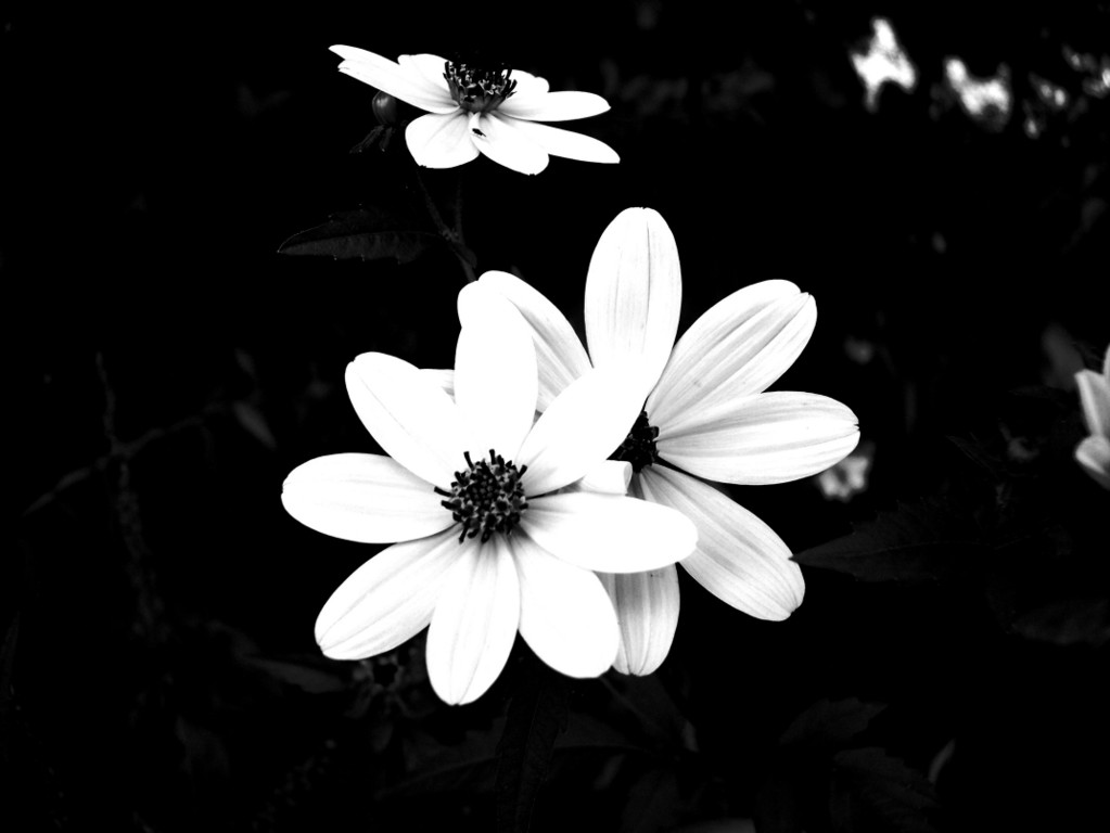 Black And White Flower Desktop Background Acer Laptop Health