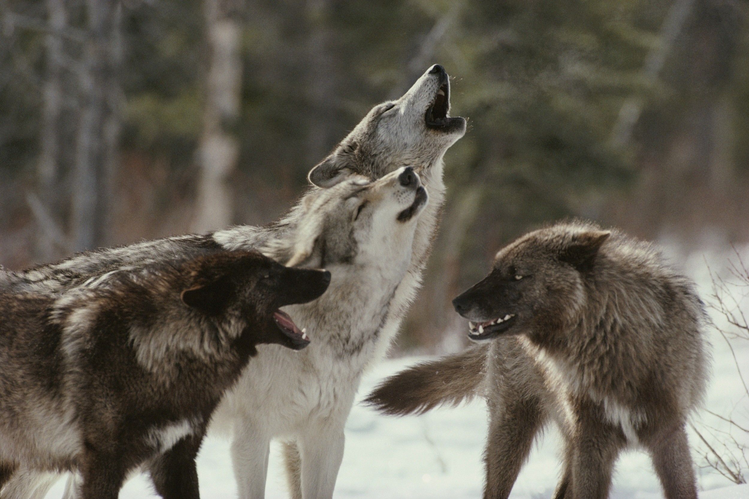 Wolf Aesthetic Wallpaper