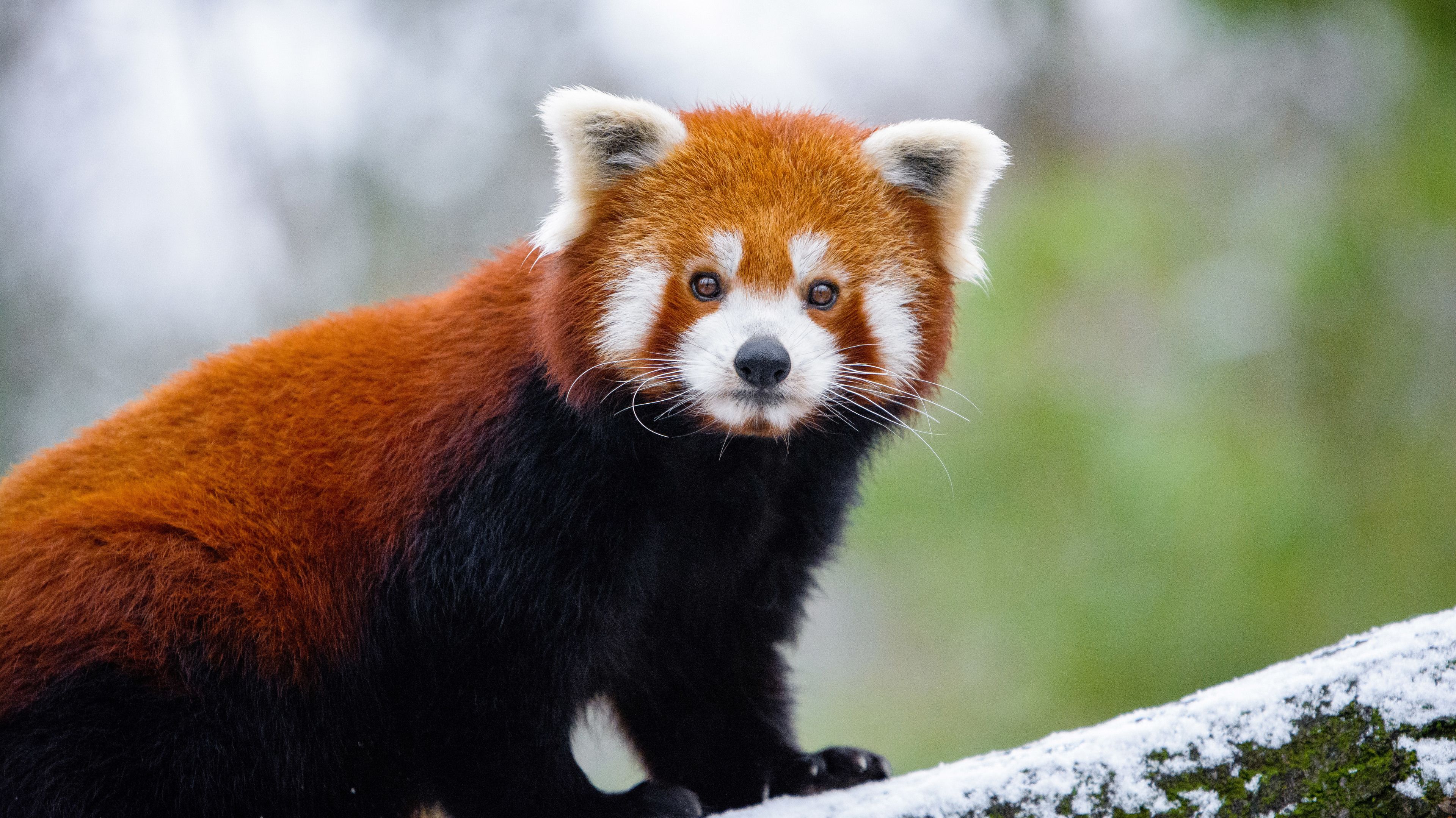 Animal Fur Wallpaper On