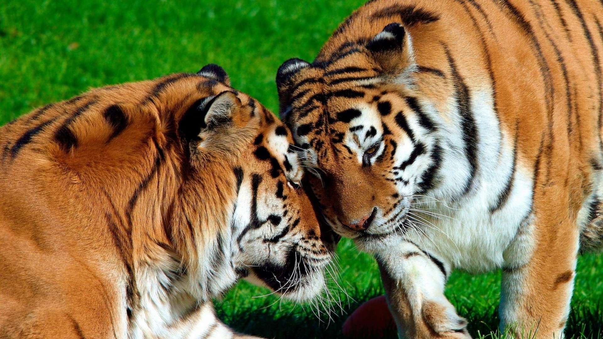 Amur Tigers Couple Wallpaper In Animals With All