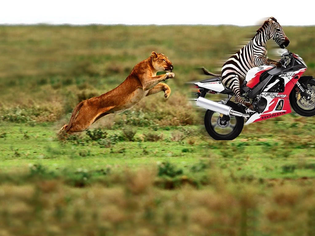 Funny Zebra And Cute Animals