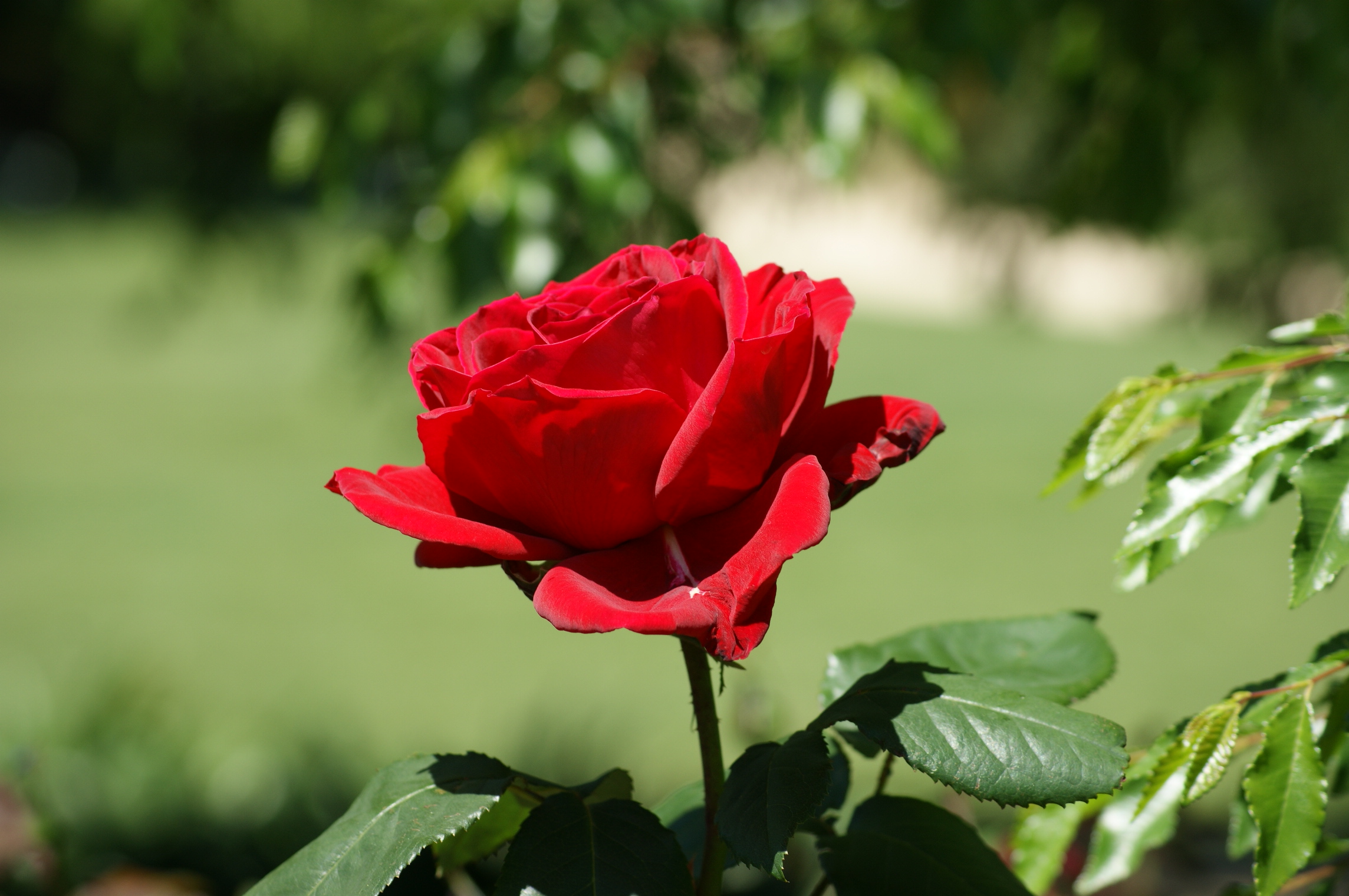 Single Beautiful Red Rose Wallpaper Photos Of HD