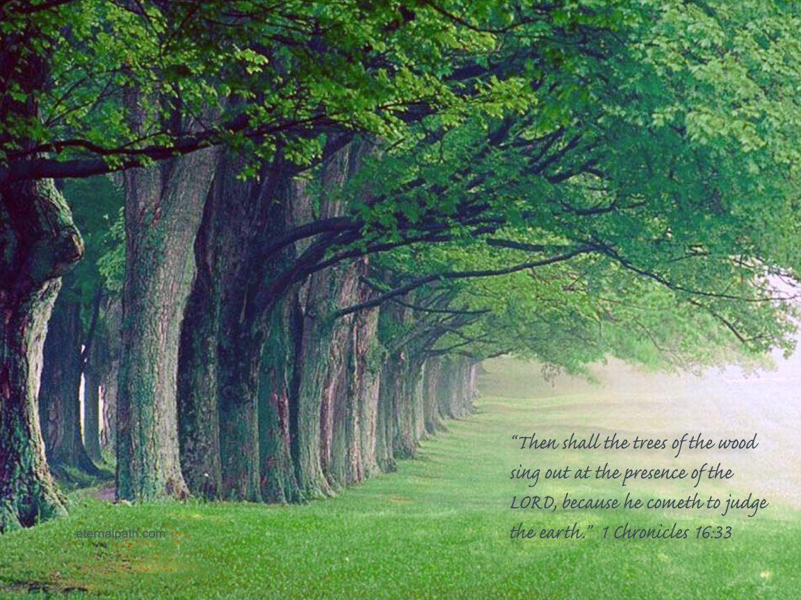 Faith Trees Wallpaper Christian And Background