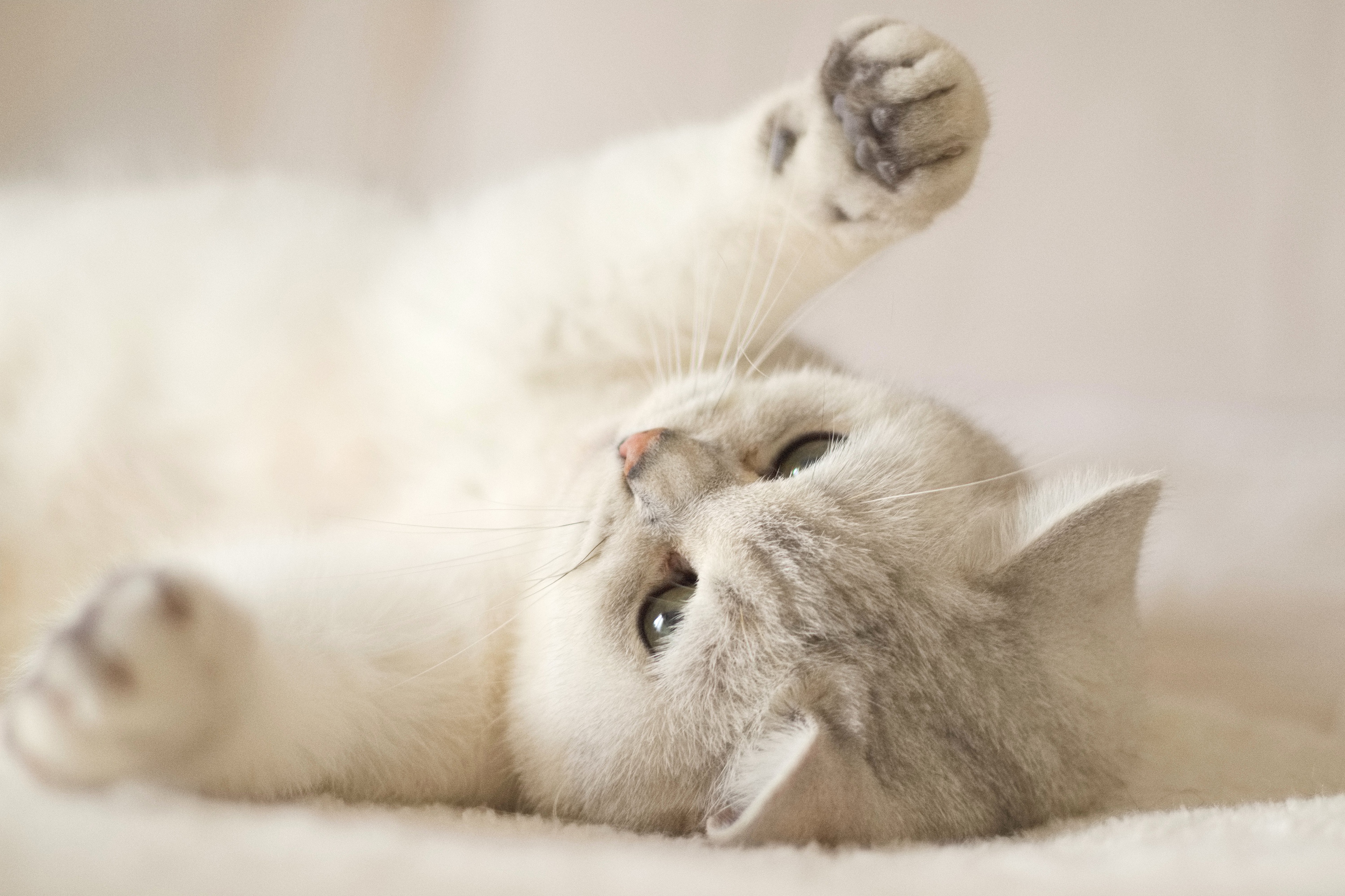 A playful white British Shorthair cat lies on its back with its paws in the air