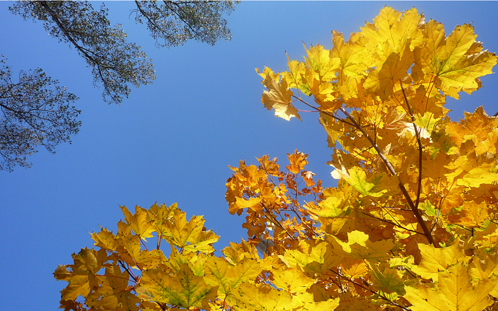Autumn Leaves Windows 7 Desktop Backgrounds WindowsObservercom 1024x640