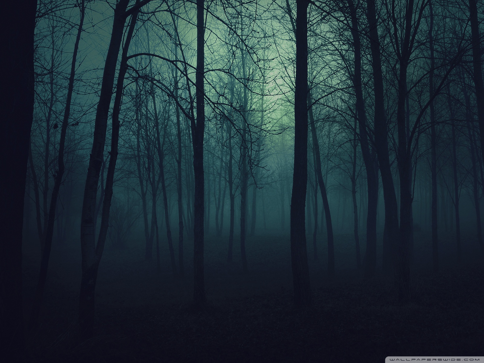 Download Solitude in Nature  Misty Dark Forest Wallpaper  Wallpaperscom