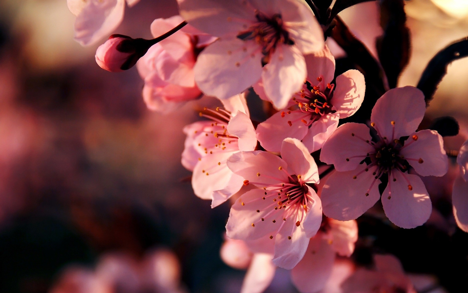 Close-up of pink cherry blossoms in bloom, backlit by the warm glow of the setting sun