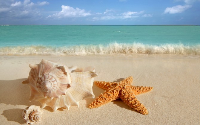 Starfish And Seashells Wallpaper Unsorted Other