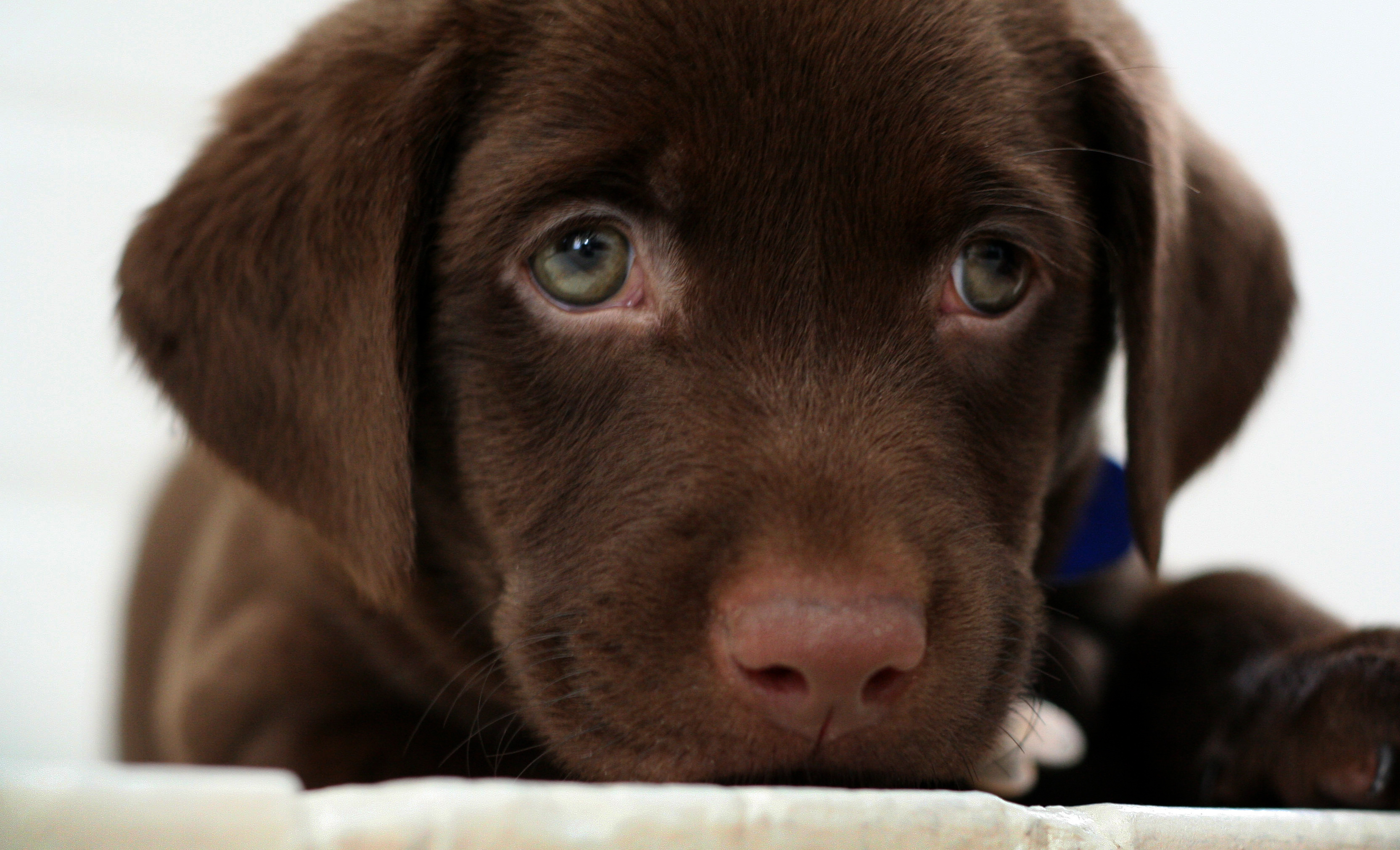 Chocolate lab puppy by buddenbohn