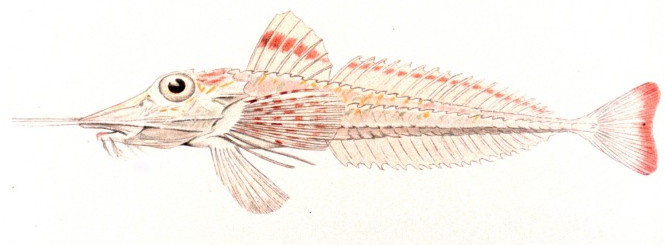Armored Gurnard Photos And Wallpaper