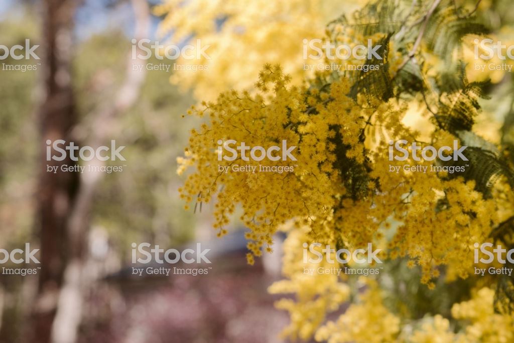 Mimosa Acacia Yellow Flower Springtime Background Close Up View Of