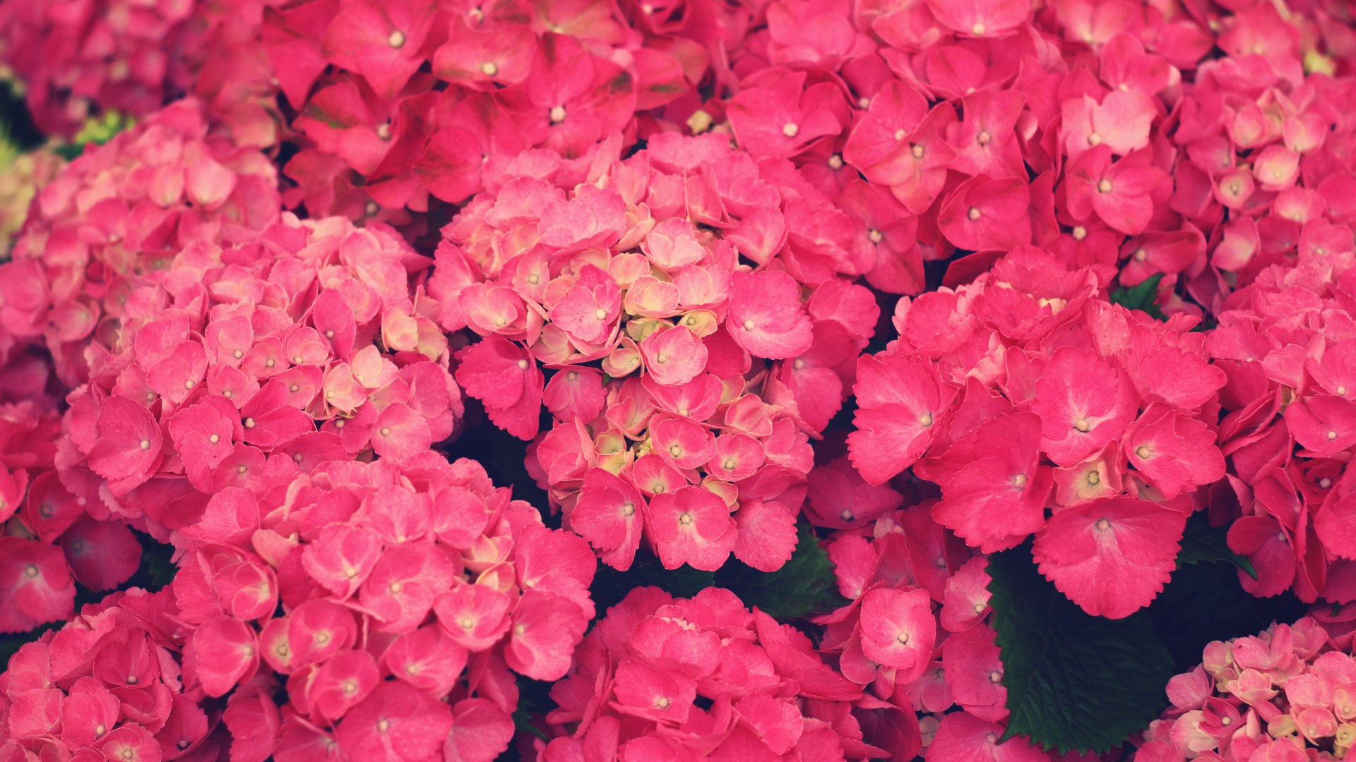 Wallpaper Flowers Pink