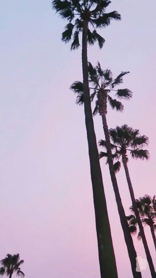 Phone Wallpapers Iphone Palm trees Los Angeles California
