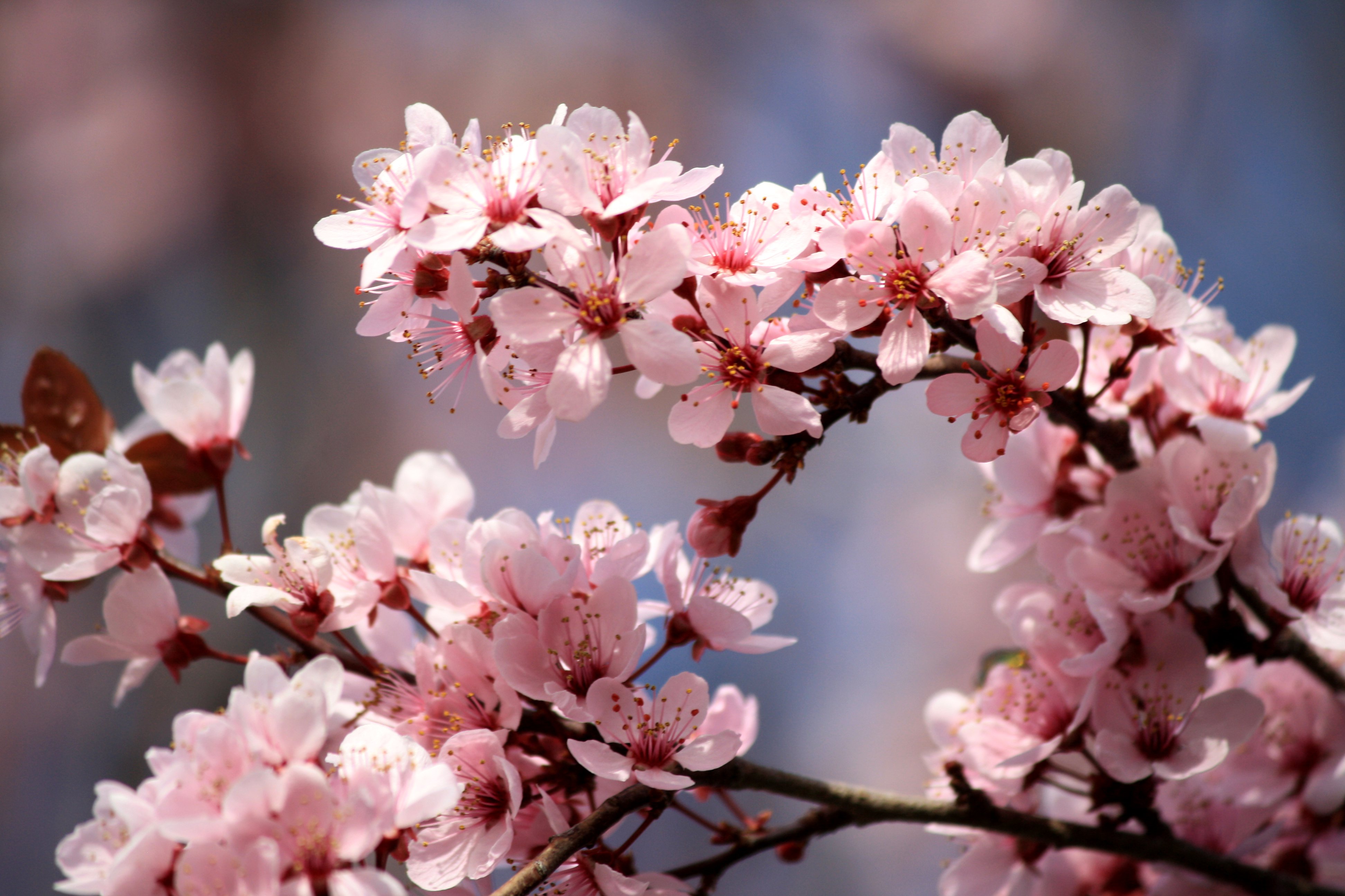 File Pink Plum Blossoms Jpg Wikimedia Mons