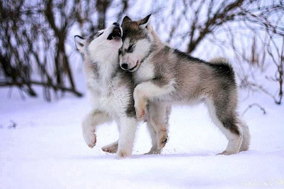 Cute Baby Wolves Wallpaper Wolf Background Image