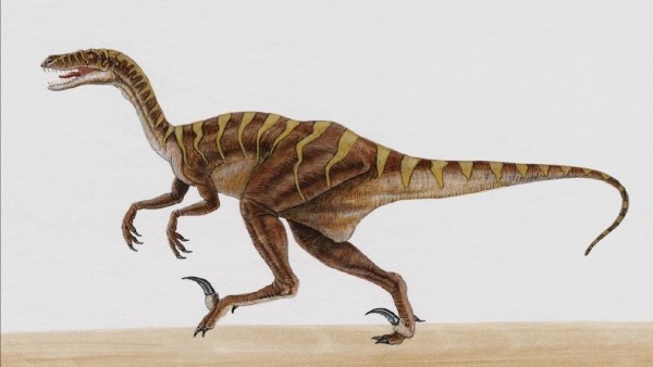 Home Animali Dinosauro Velociraptor