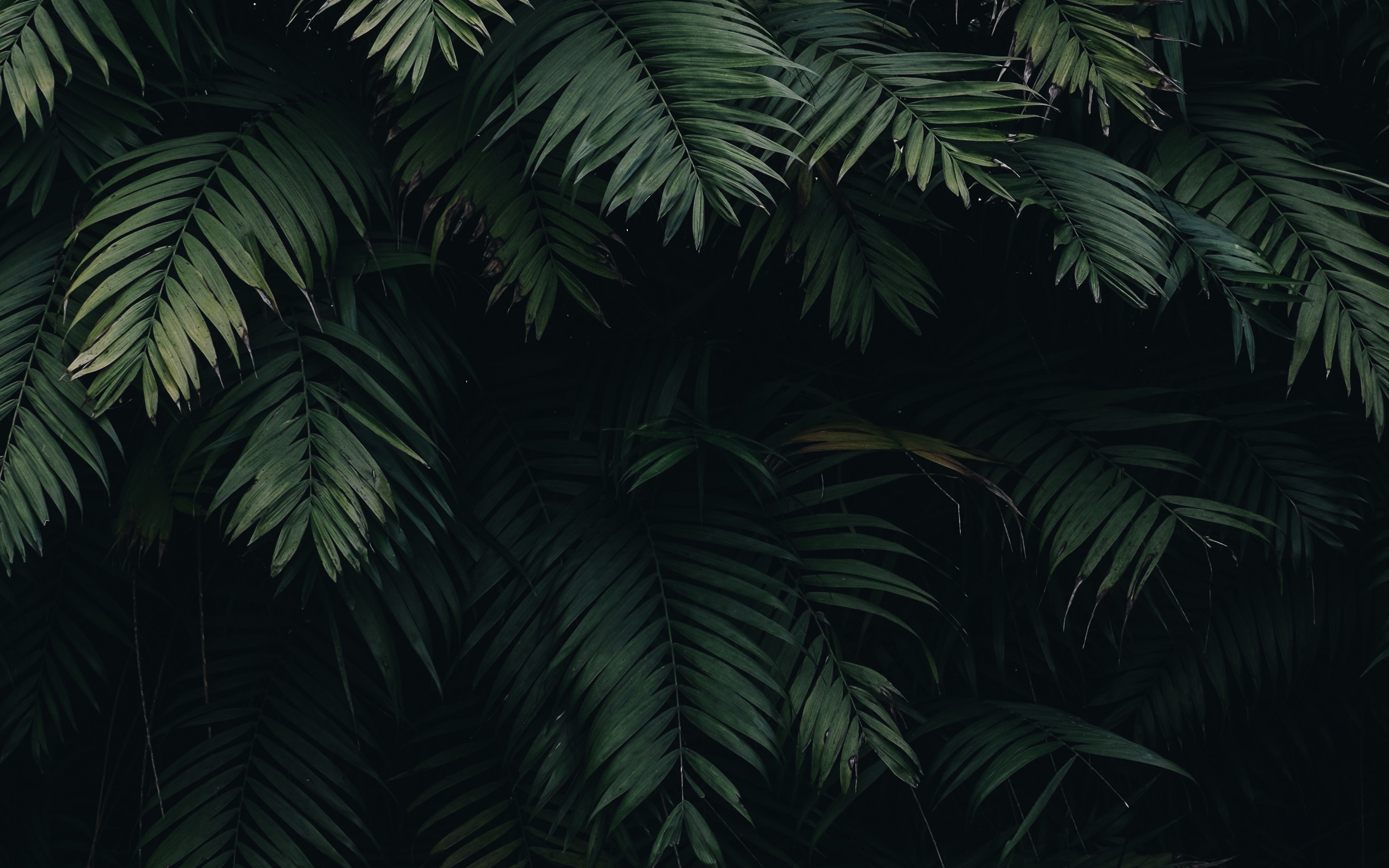 Leaf Wallpaper On
