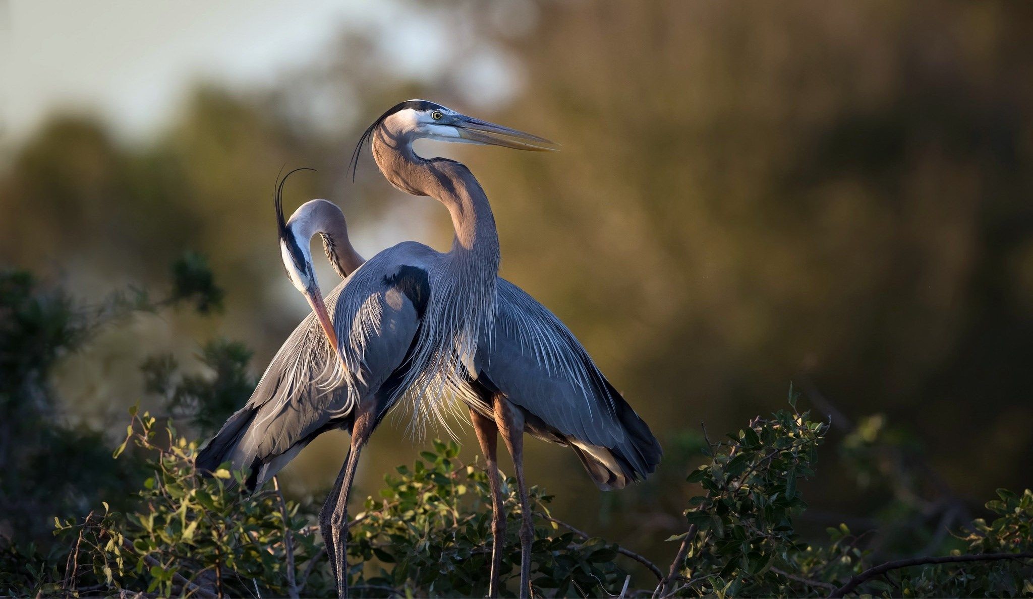 Heron Wallpaper