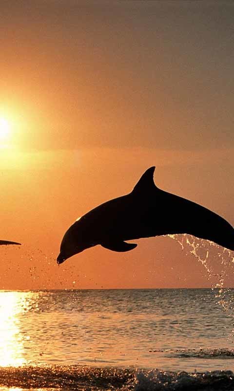 Cute Dolphin Live Wallpaper Android