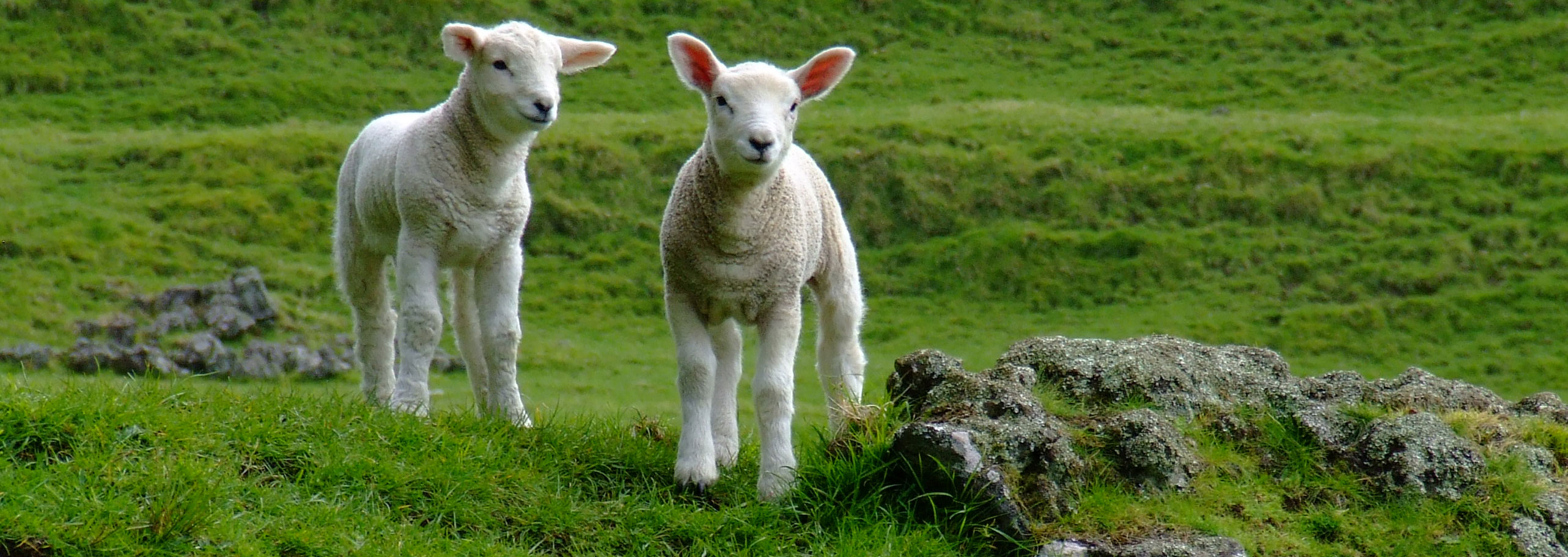 Animals Spring Lamb Wallpaper With Resolution Picture Quoteko