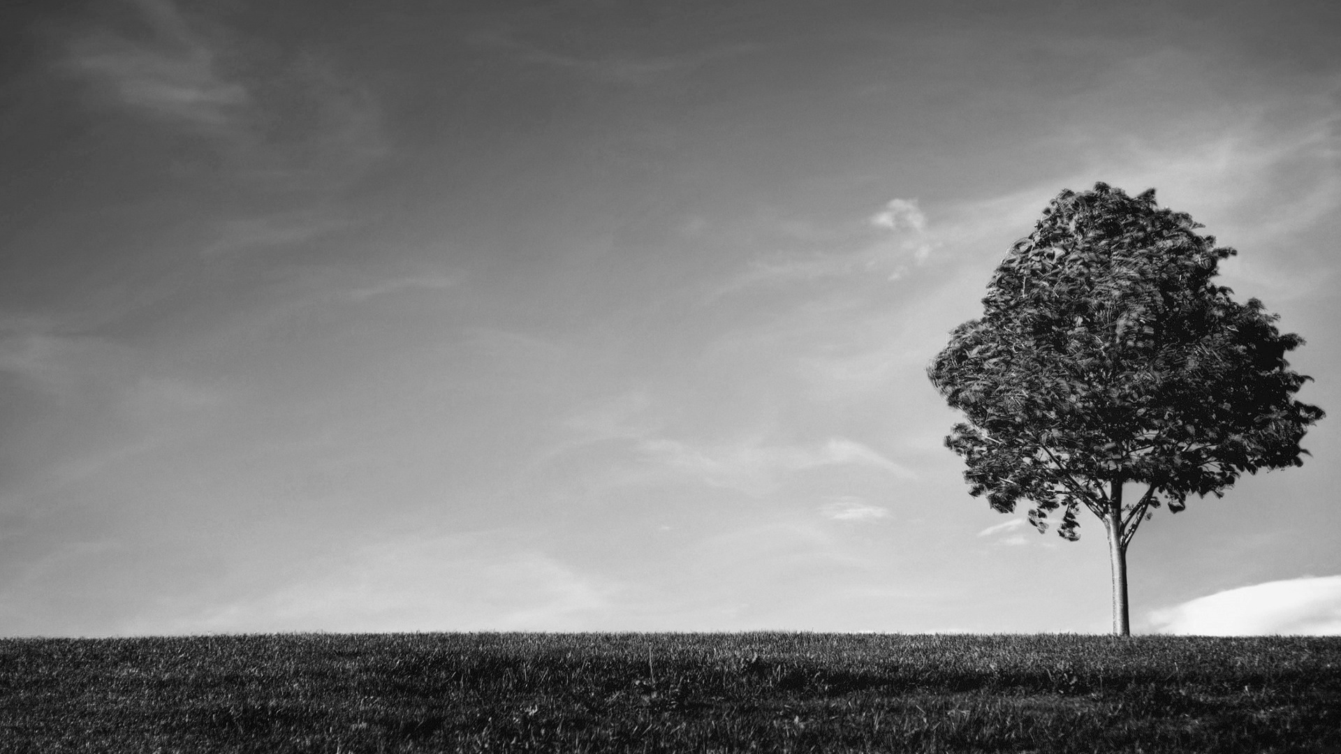 Free download Tree Wallpaper Black And White [1920x1080] for your Desktop,  Mobile & Tablet | Explore 77+ White And Black Background | Wallpaper Black  And White, White And Black Wallpapers, Black And White Background