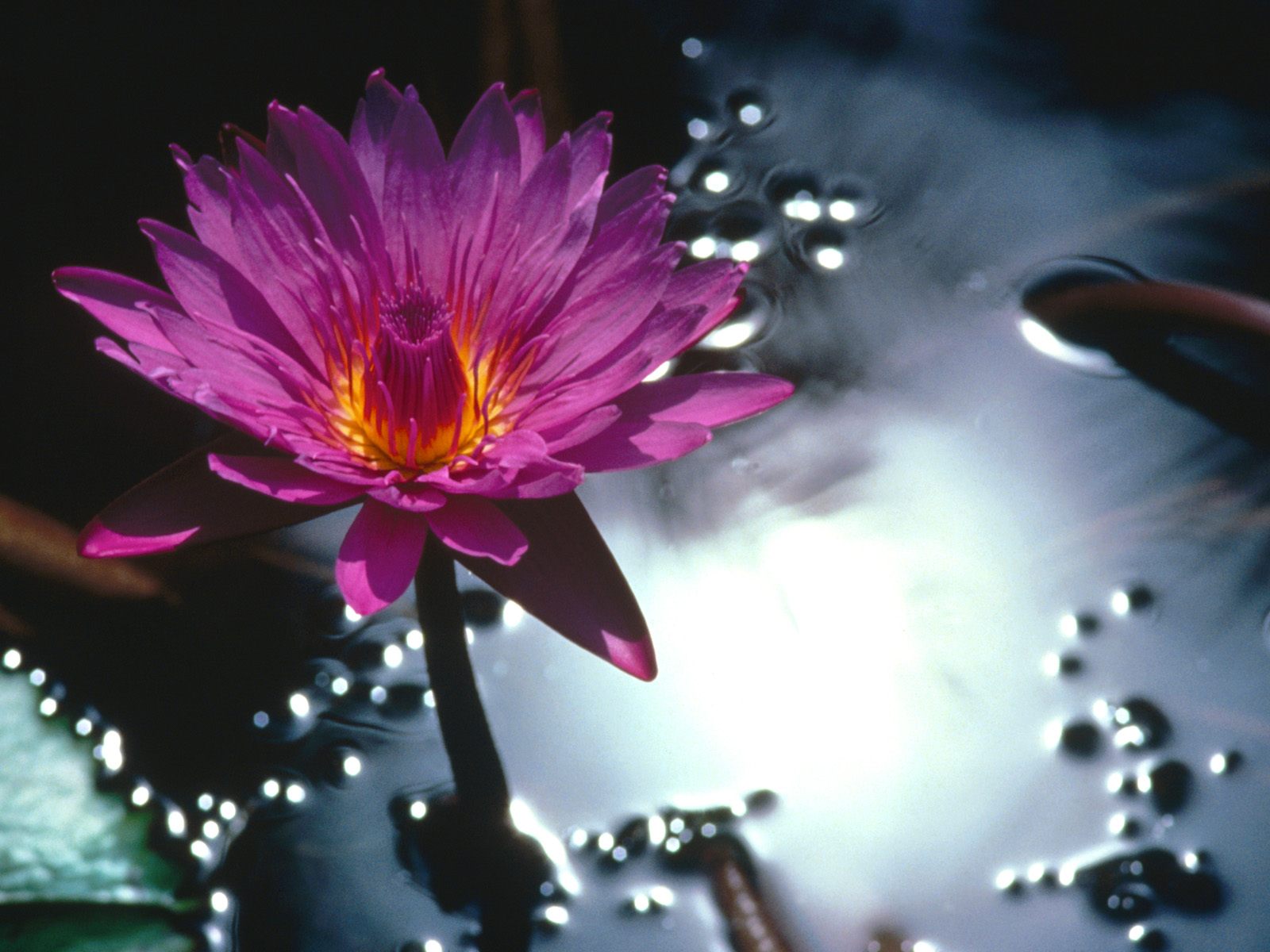  Water Lily   Free Cool Backgrounds and Wallpapers for your Desktop Or