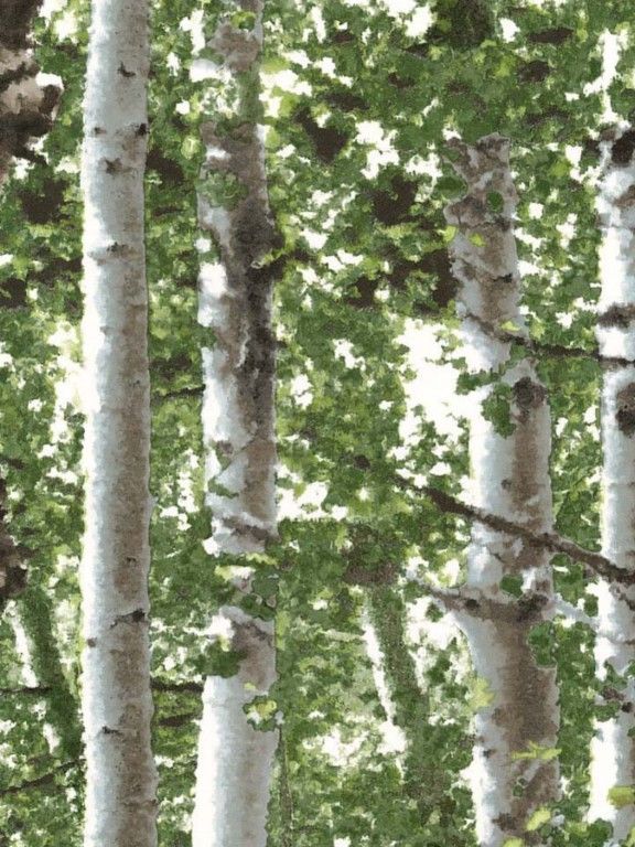 Wallpaper Modern Birch Trees Forest On Off White Looks Likes A Mural