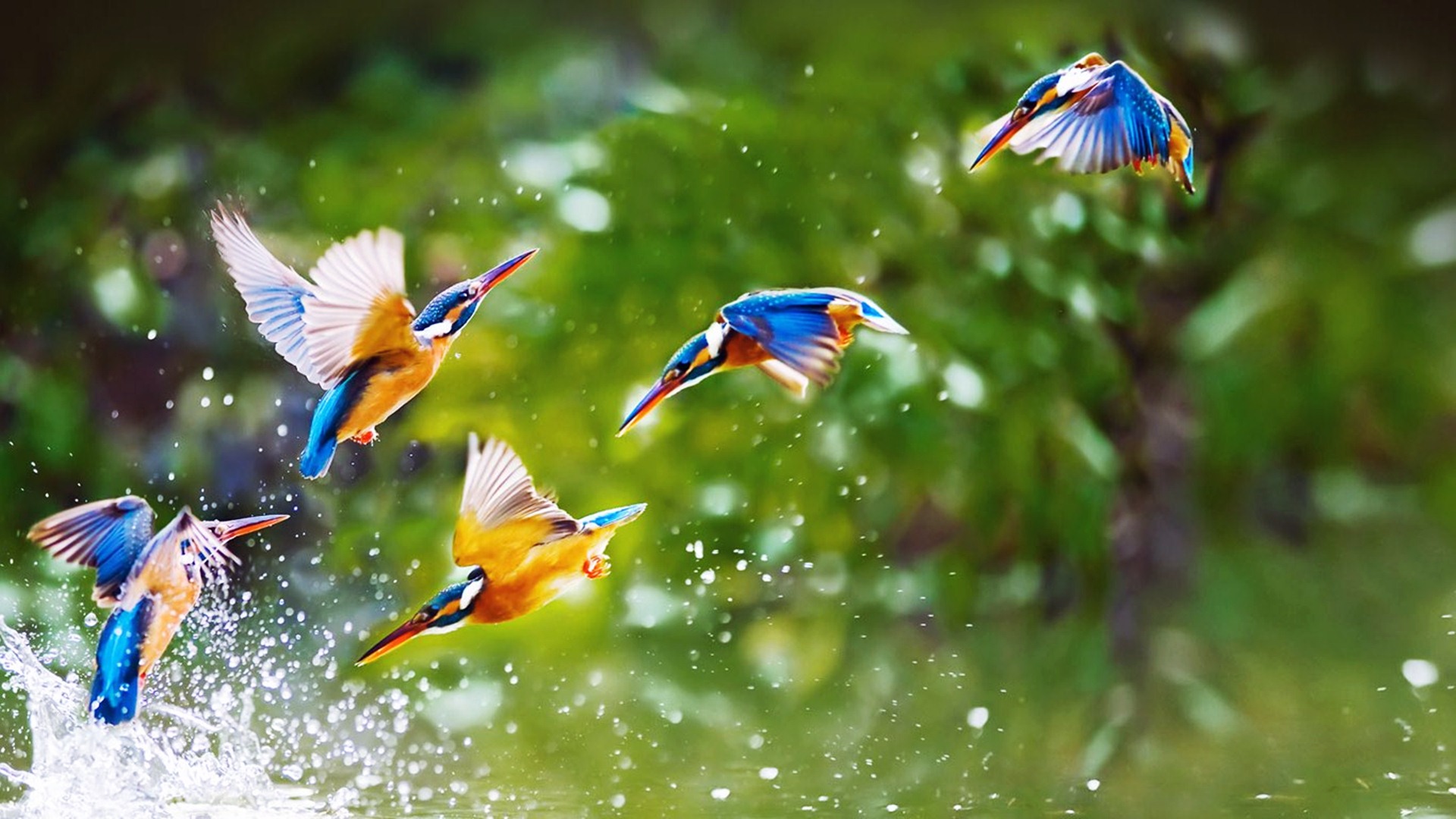 Beautiful Birds Flying Widescreen Full HD Wallpaper