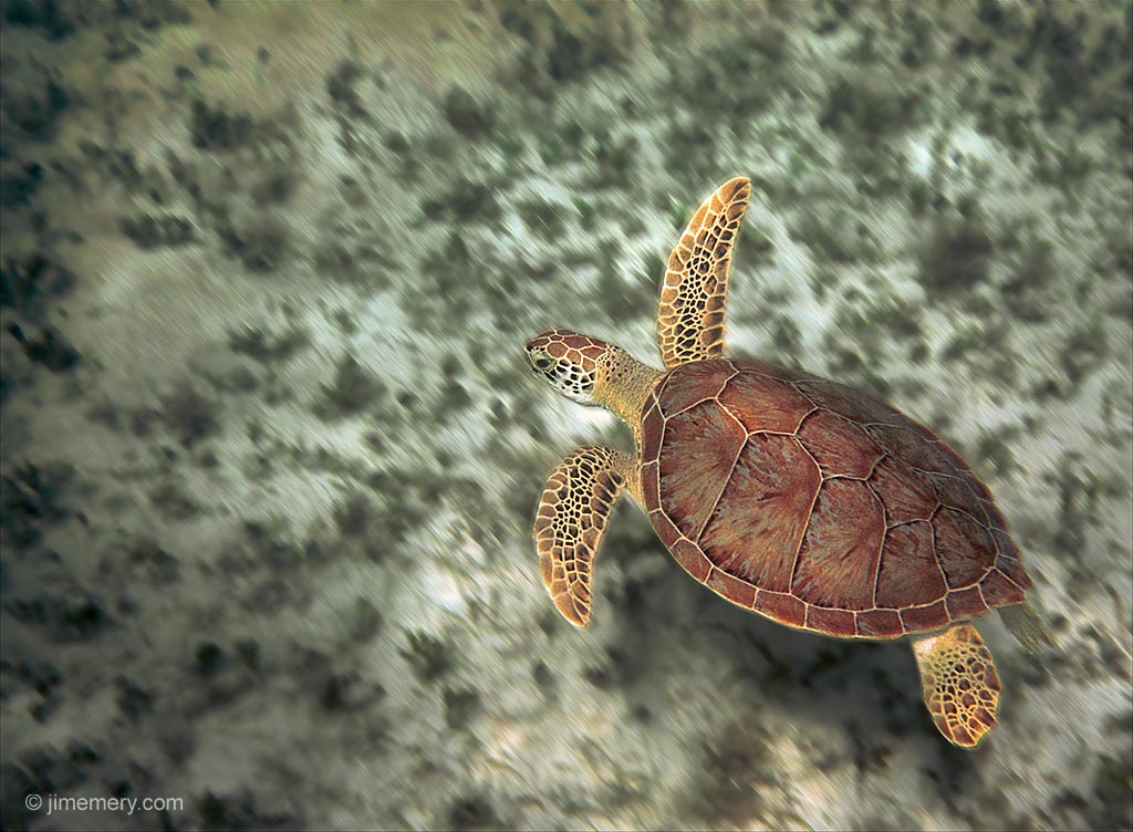 Turtle Swimming St John Puter Desktop Wallpaper