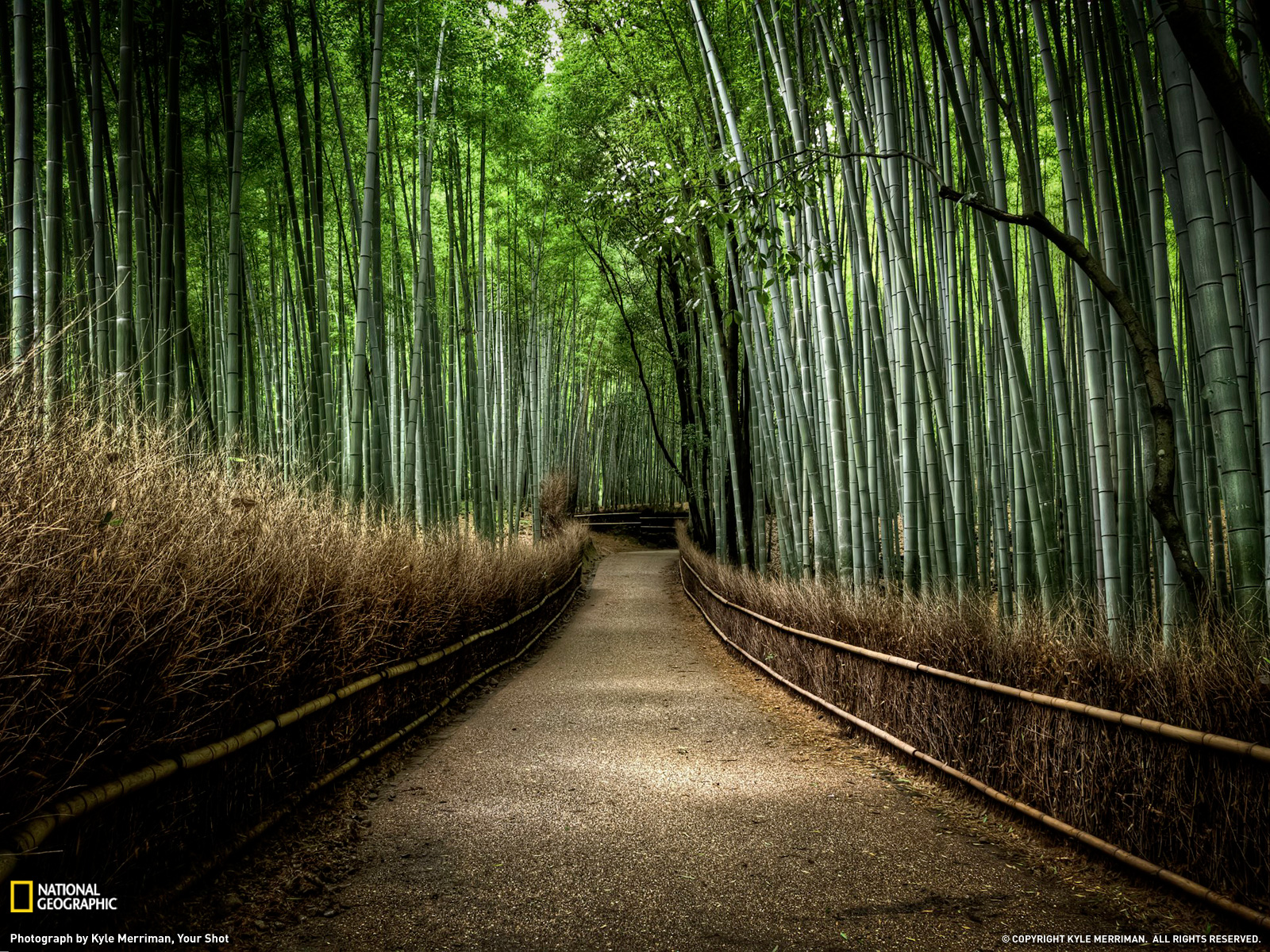 Bamboo Forest Photo Nature Wallpaper National Geographic Photo of
