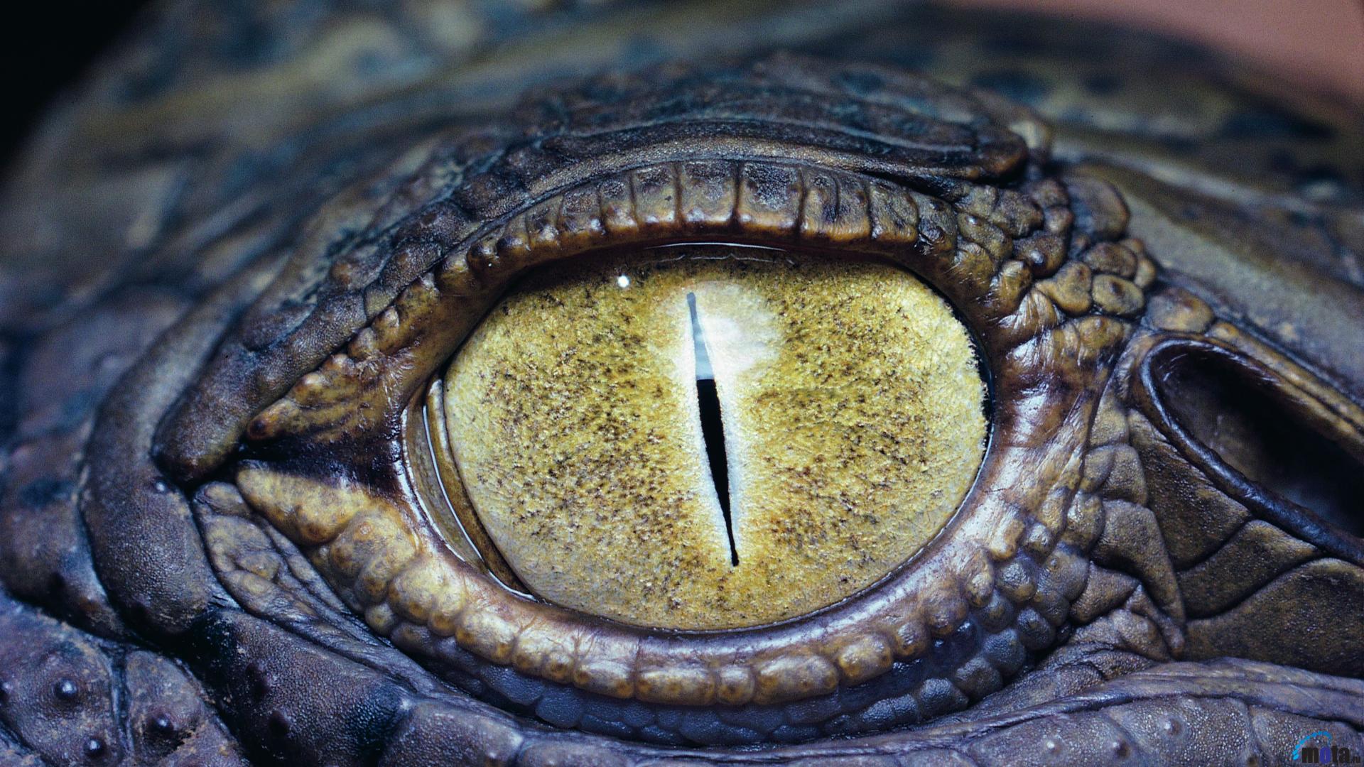 Wallpaper Eye Of The Nile Crocodile X