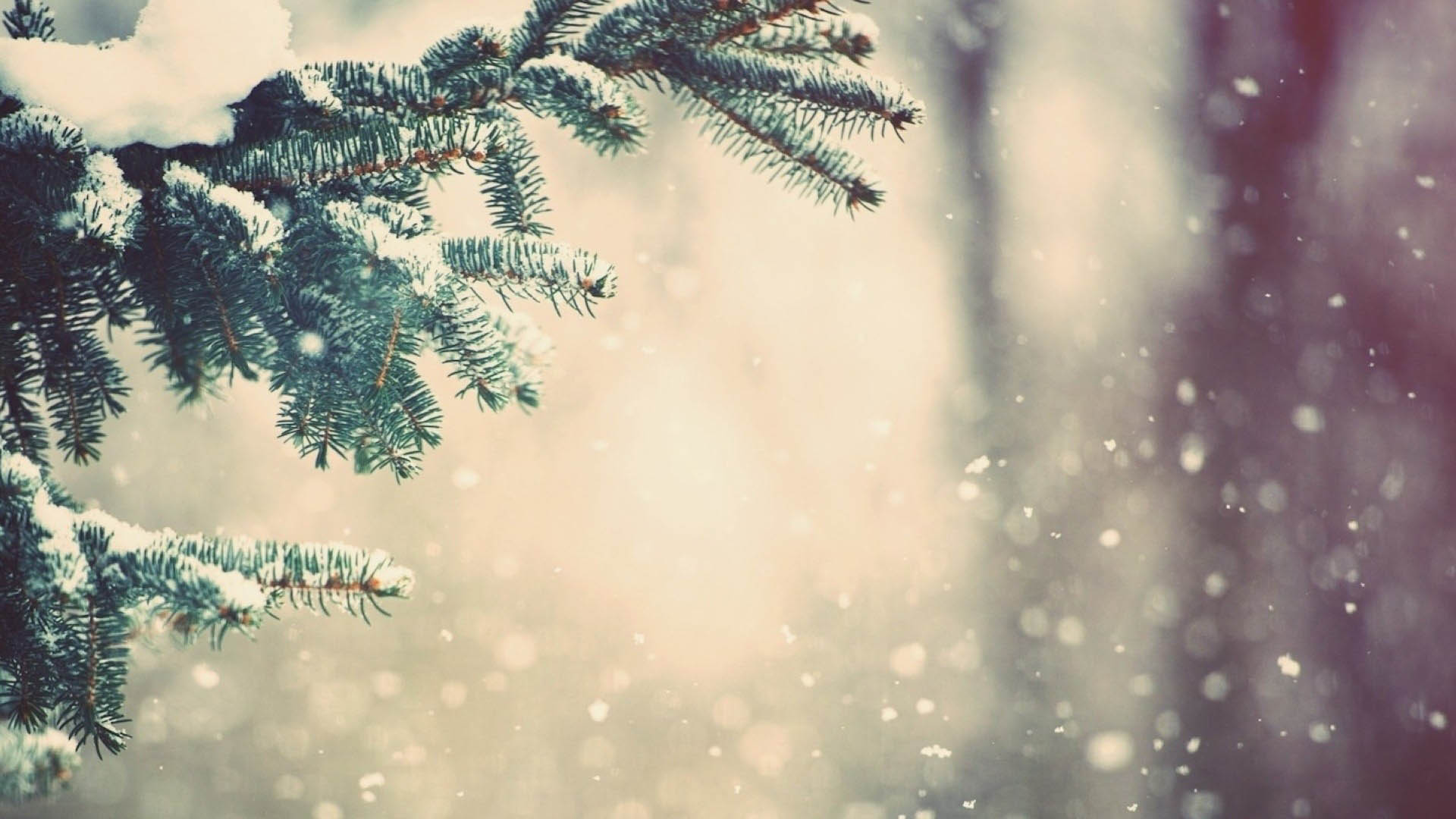 Snow on Pine Tree Cool Wallpapers