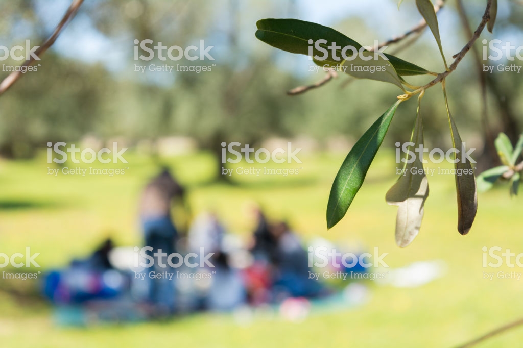Close Up Of Olives Tree Leaves On Blur Family Picnic Background In