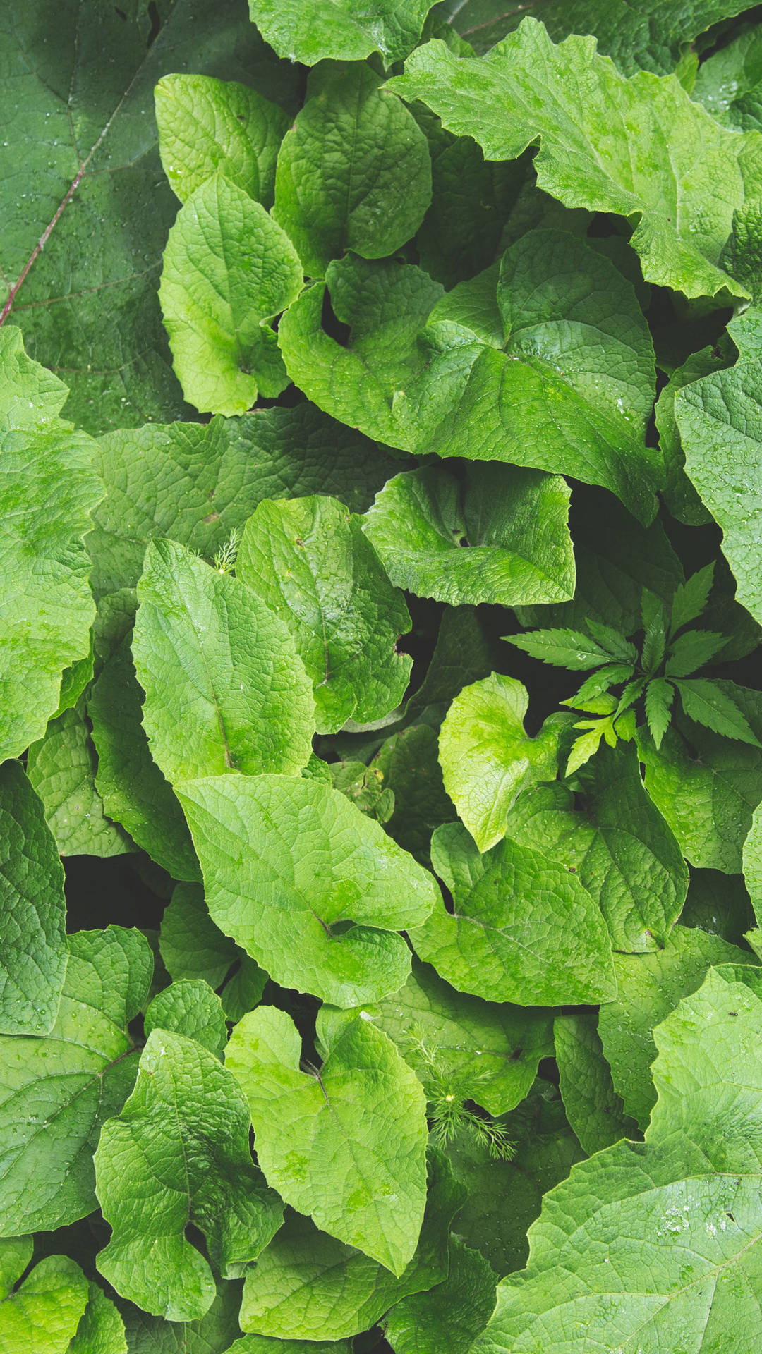 Plant iPhone Wallpaper