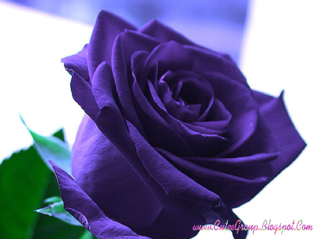 Related Dark Purple Flower Wallpaper White Rose