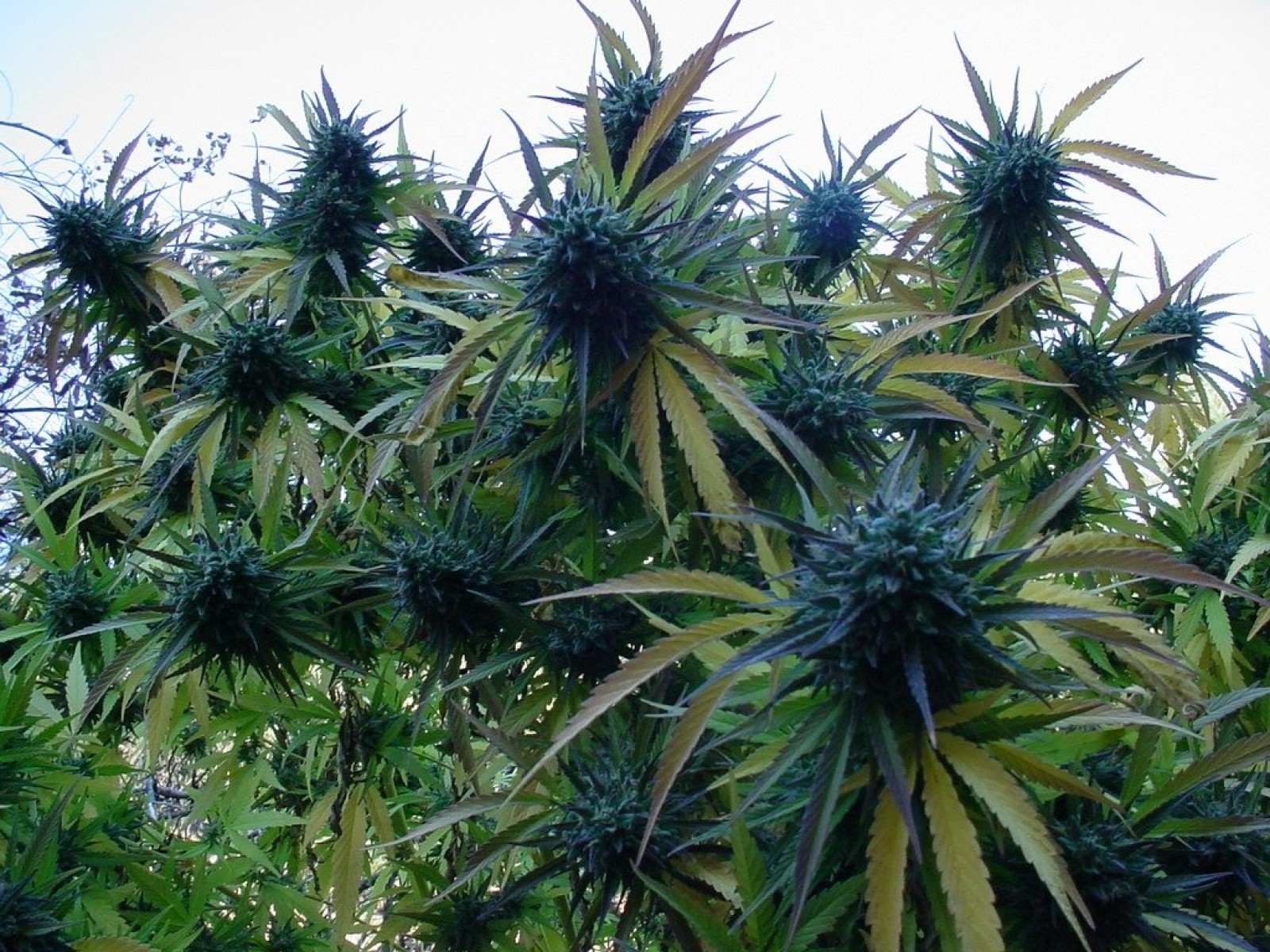 Space Kush Marijuana Weed Ganja G Wallpaper