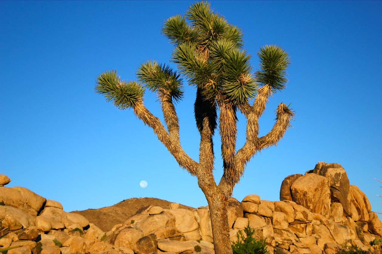 In Joshua Tree The Pictures Photographs A Year
