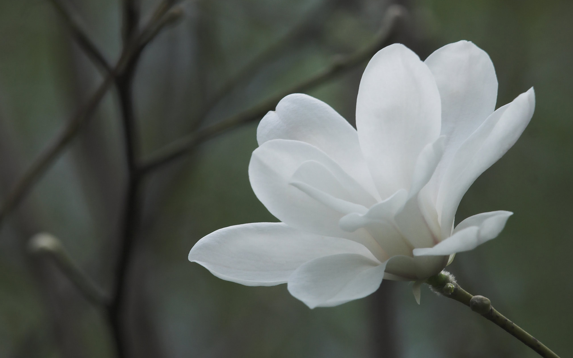 White Magnolia Wallpaper Colors