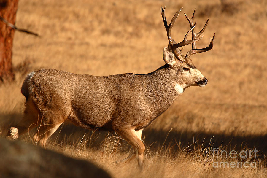 Point Mule Deer Buck Walking Through Autumn Field