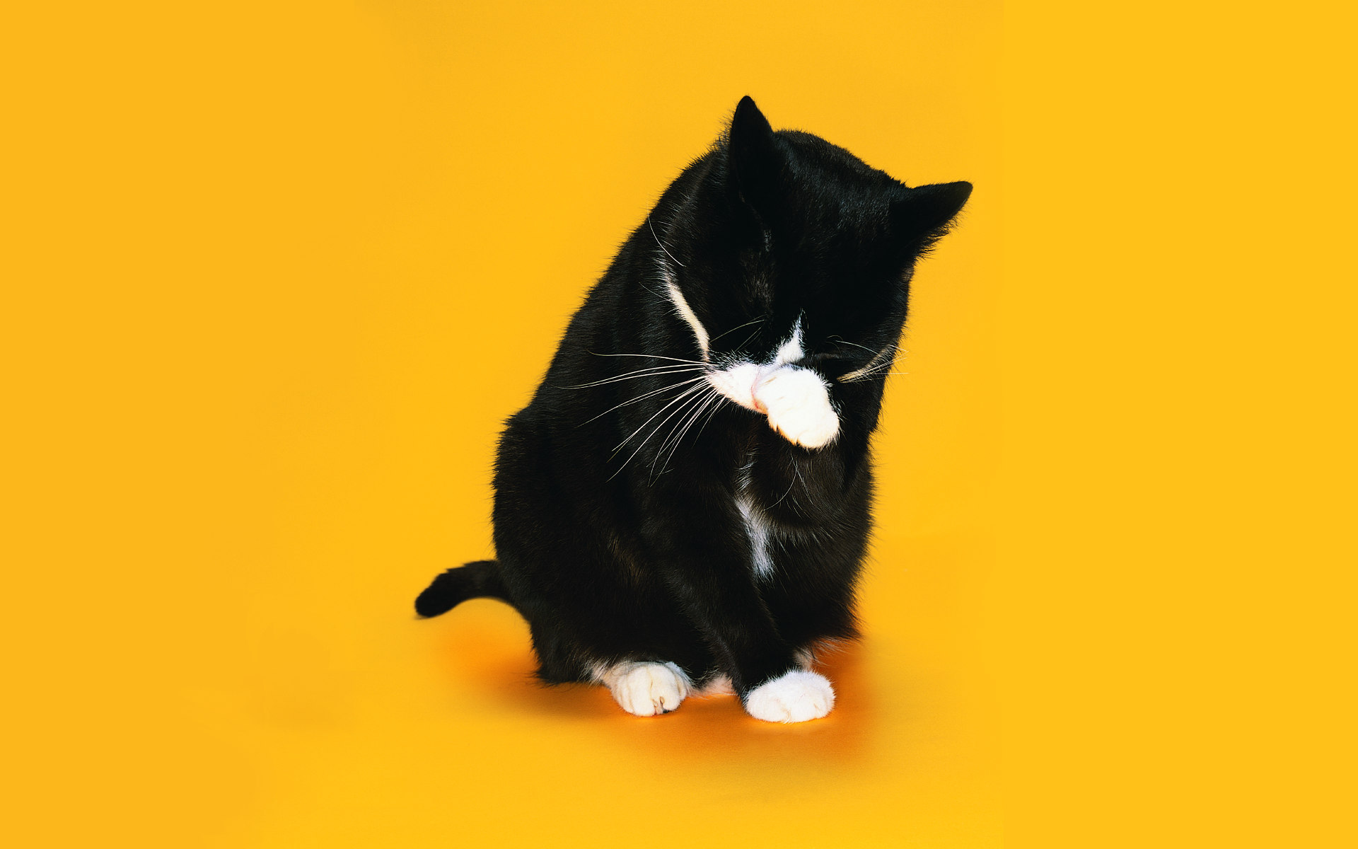 Black And White Cat Is Ashamed Wallpaper Image