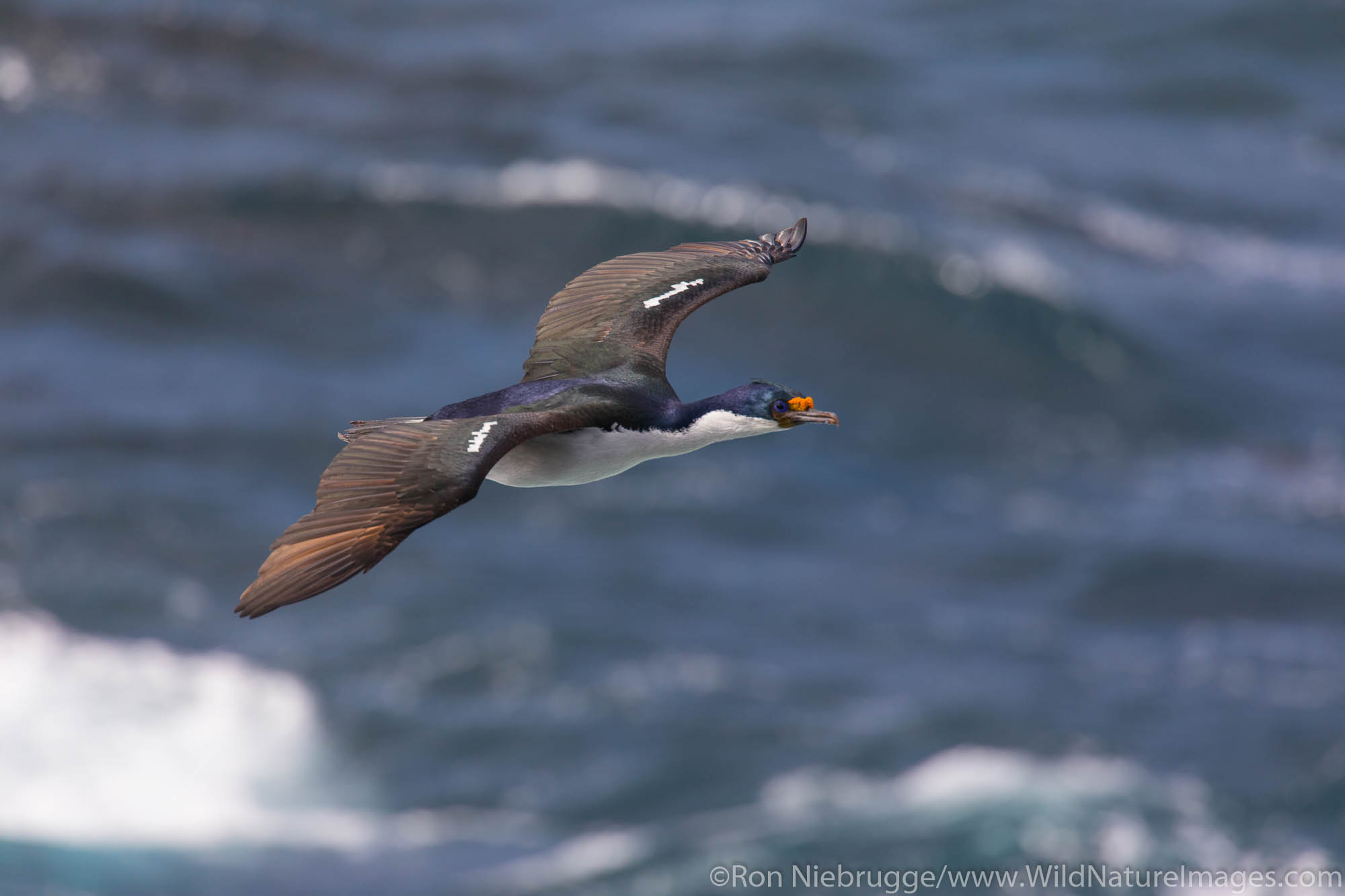 Imperial Shag Wallpaper
