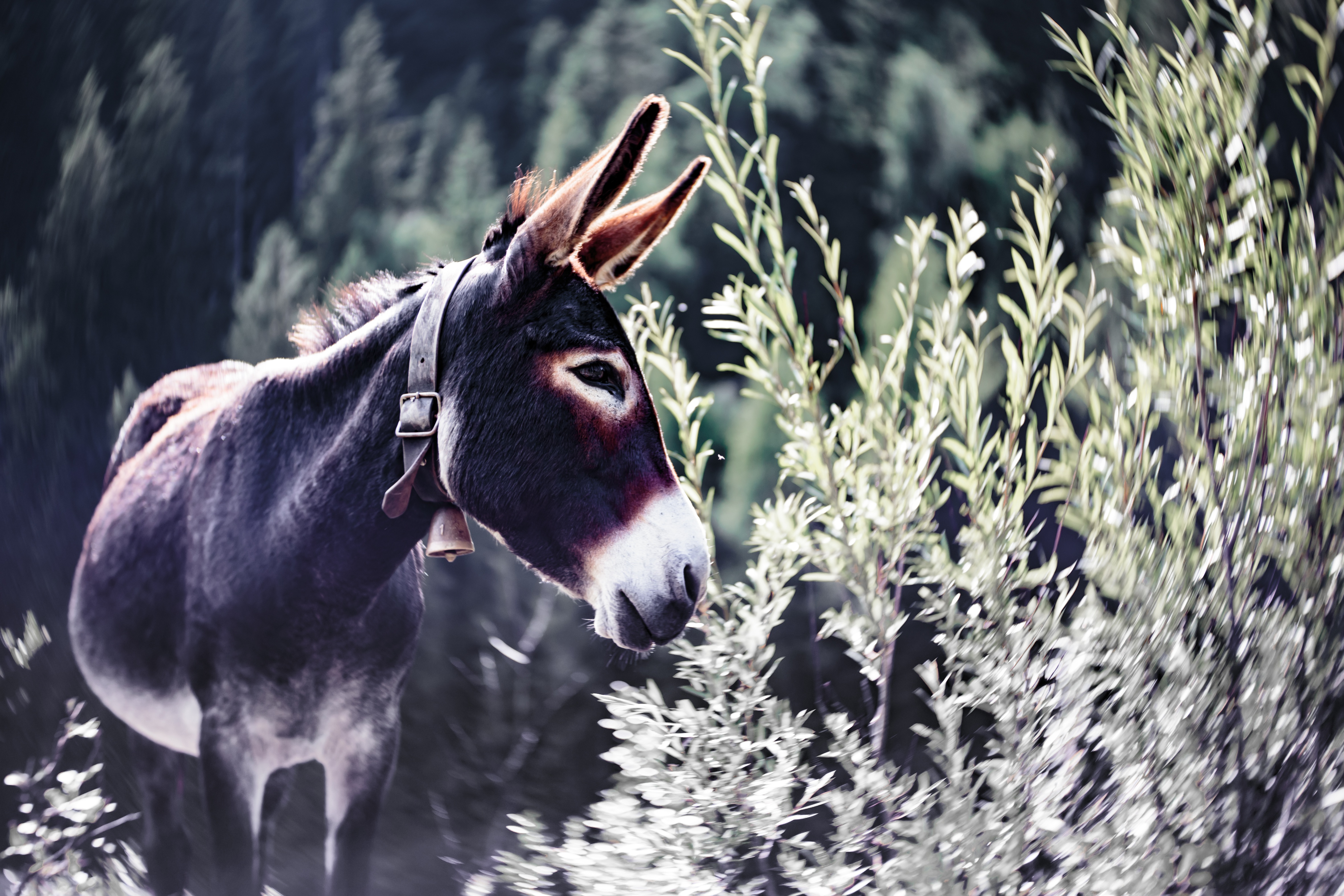 Donkey In Nature Wallpaper