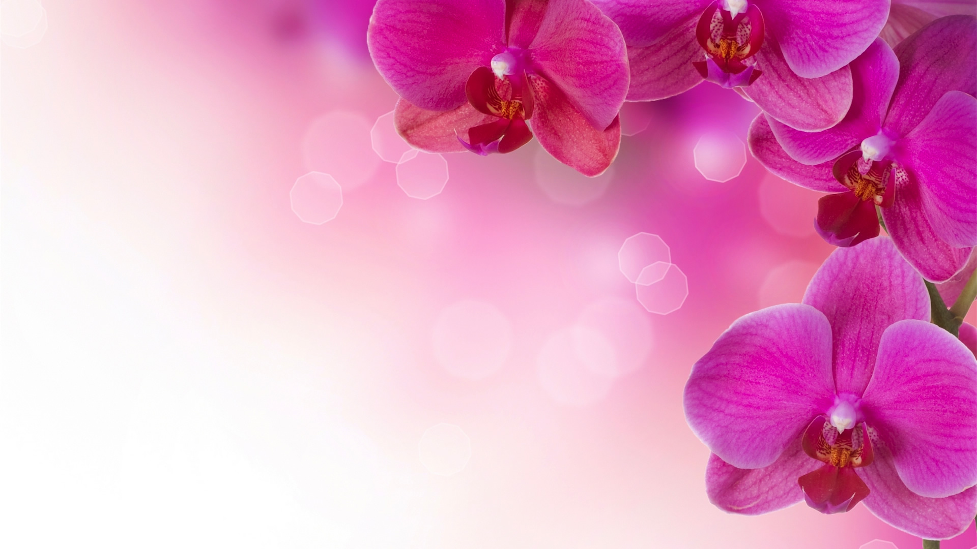 Free download Floral Flowers Wallpaper Pink High Resolution [1920x1080] for  your Desktop, Mobile & Tablet | Explore 50+ High Resolution Wallpaper  Images | High Resolution 3d Wallpapers, Widescreen Wallpapers High  Resolution, Nexus