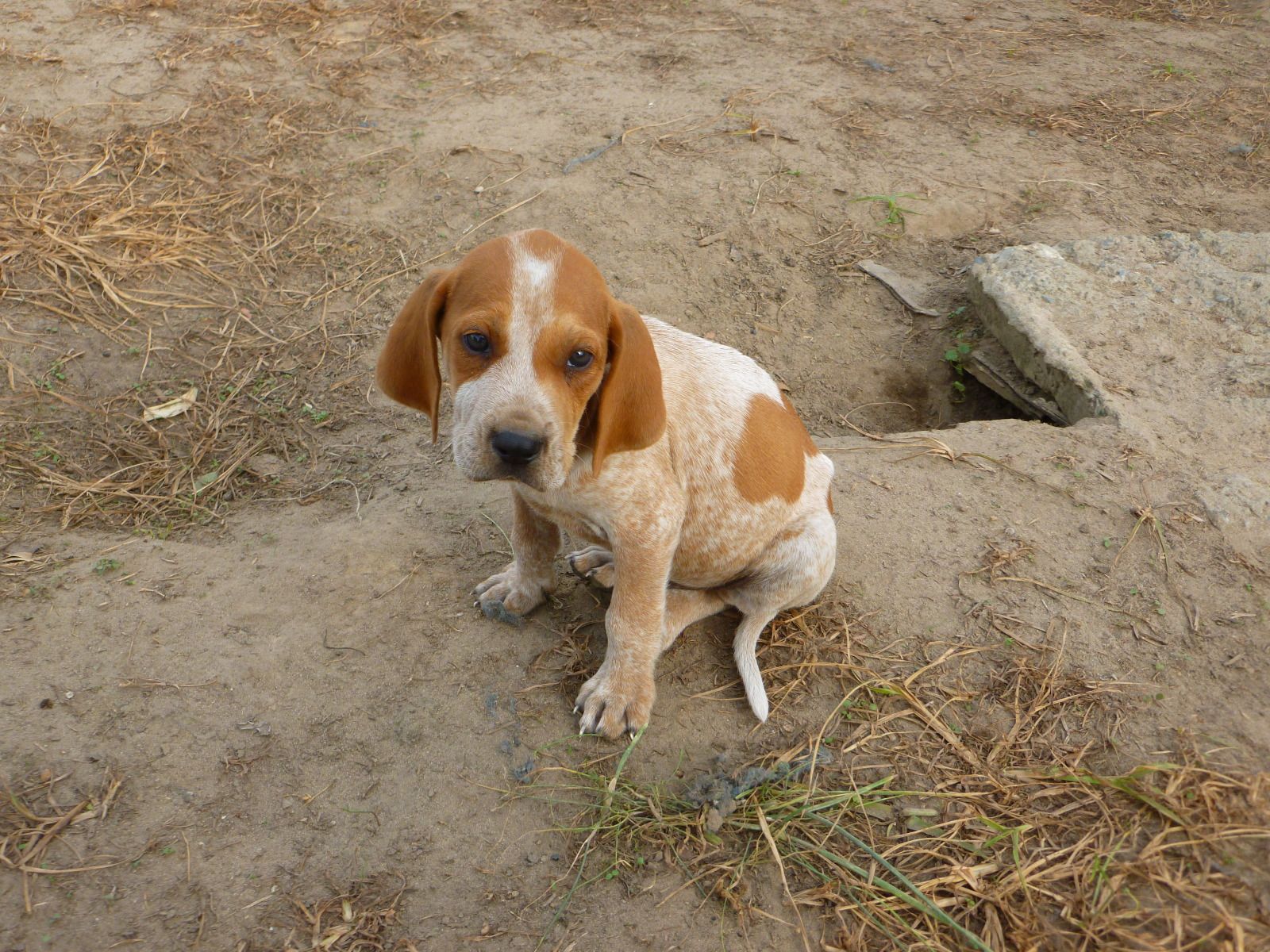 Red Tick Coonhound Puppy Photo And Wallpaper
