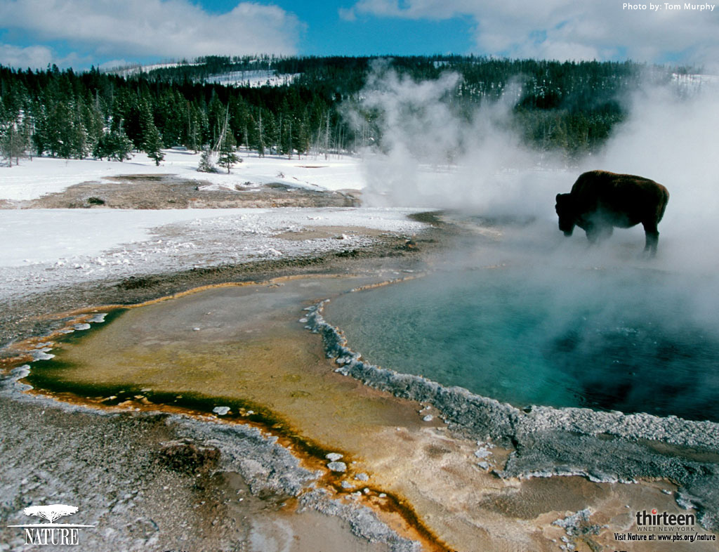 Free download Yellowstone background Landscapes wallpapers [1024x786] for  your Desktop, Mobile & Tablet | Explore 70+ Yellowstone Wallpaper |  Yellowstone HD Wallpaper, Winter in Yellowstone Wallpaper, Yellowstone  National Park Wallpaper