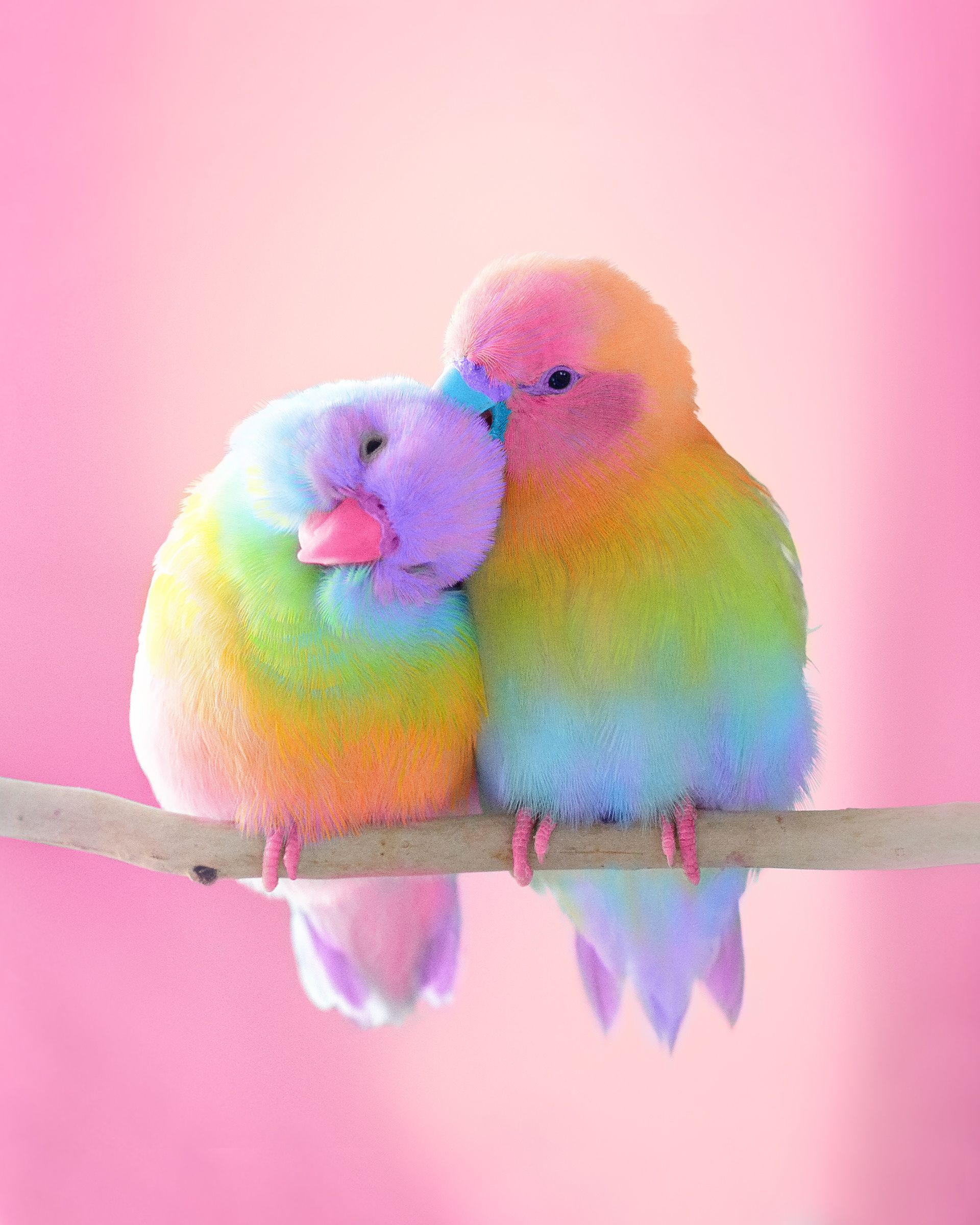 Animals In Rainbow Colors Cute Birds Colorful