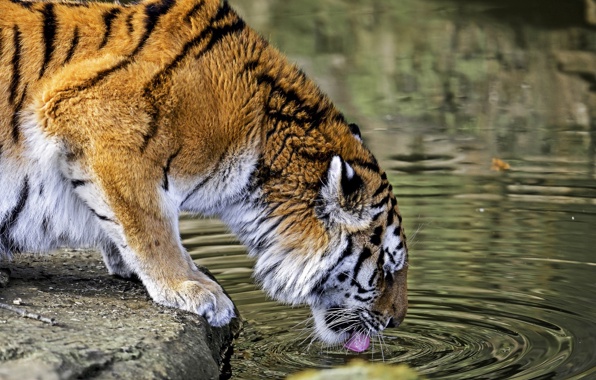 Wallpaper Tiger Wild Cat Predator Watering Cats