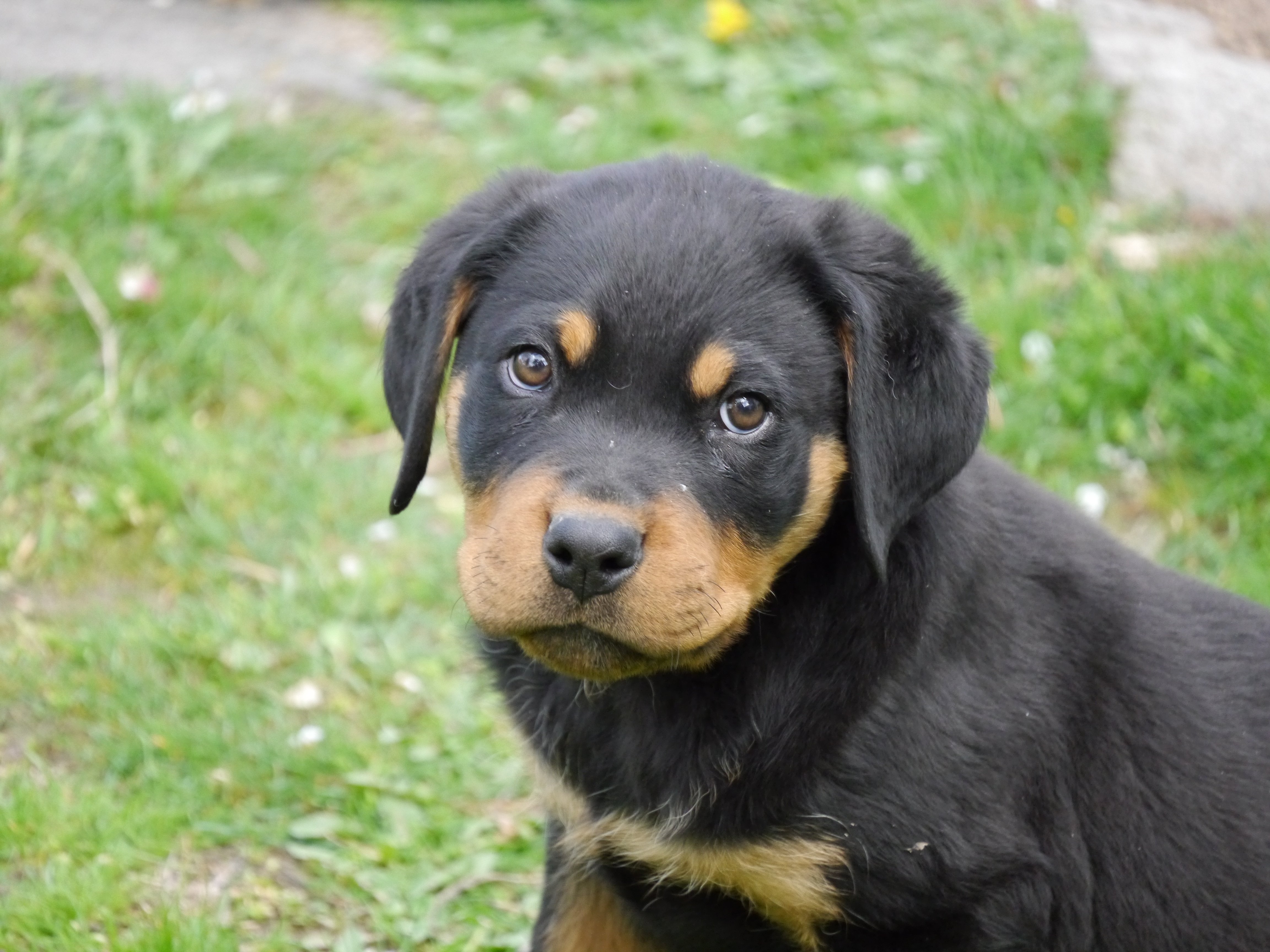Free Rottweiler Puppies Images Crazy Gallery