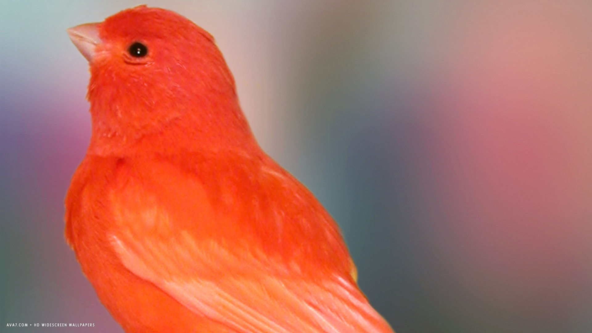 Canary Red Cute Bird HD Widescreen Wallpaper Birds Background